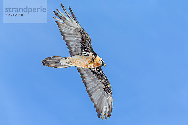 Bartgeier  Gypaetus barbatus  Europa