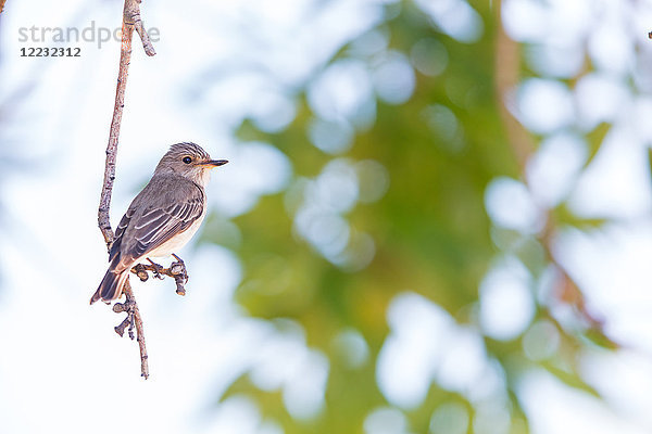 Fleckenschnäpper  Muscicapa striata  Europa