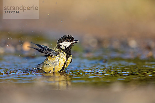 Kohlmeise  Parus major  Europa