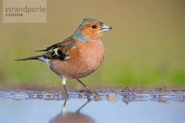 Buchfink  Fringilla coelebs  Europa