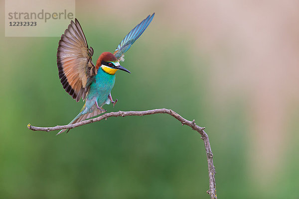 Bienenfresser  Merops apiaster  Europa