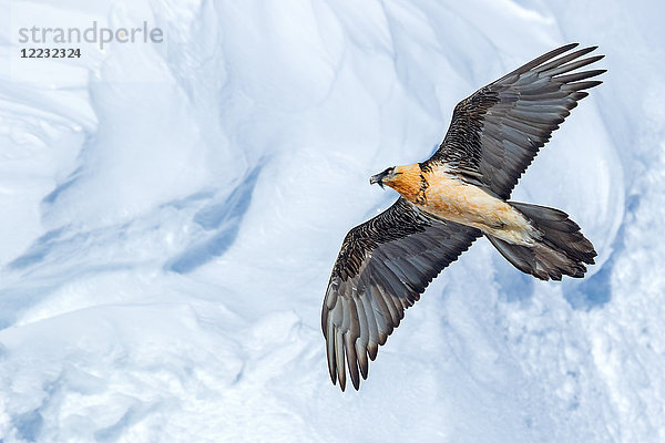 Bartgeier  Gypaetus barbatus  Europa