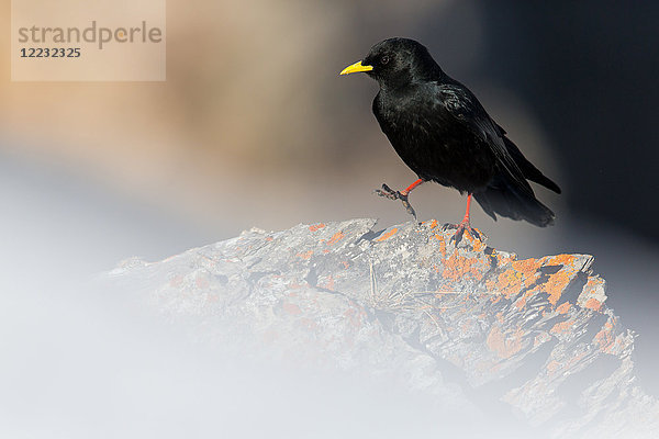 Alpendohle  Pyrrhocorax graculus  Europa