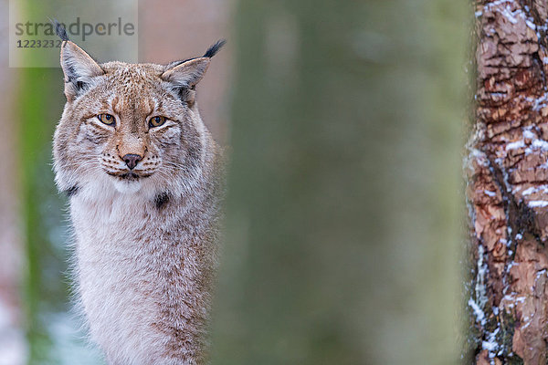 Luchs  Lynx lynx  Europa