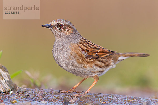 Heckenbraunelle  Prunella modularis  Europa