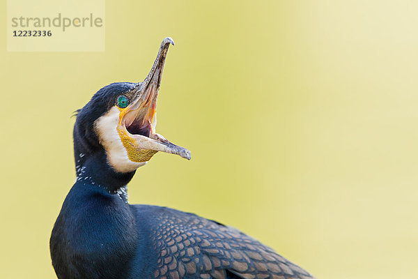 Kormoran  Phalacrocorax carbo  Europa