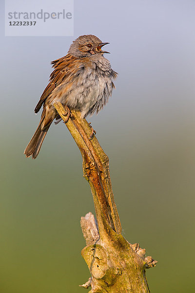 Heckenbraunelle  Prunella modularis  Europa