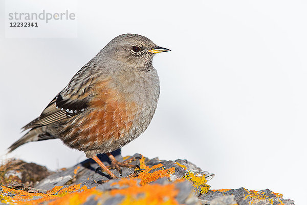 Alpenbraunelle  Prunella collaris  Europa