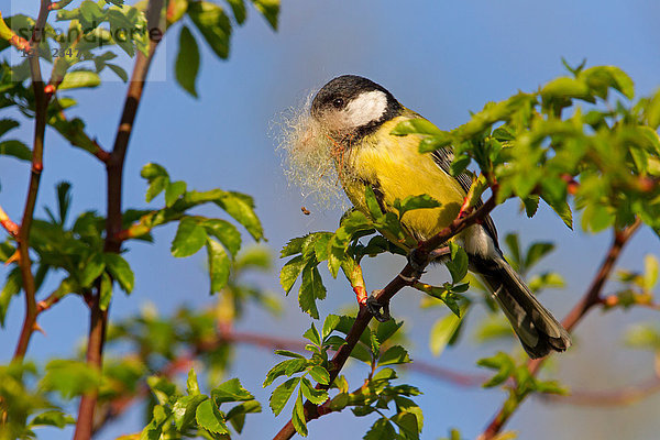 Kohlmeise  Parus major  Europa