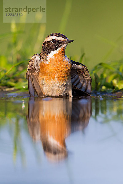 Braunkehlchen  Saxicola rubetra  Europa