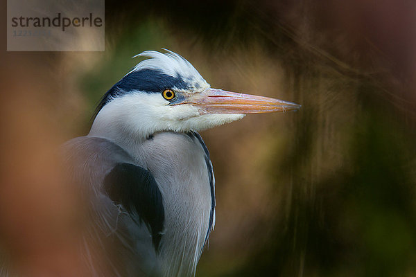 Graureiher  Ardea cinerea  Europa