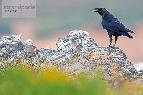 Kolkrabe  Corvus corax  Europa