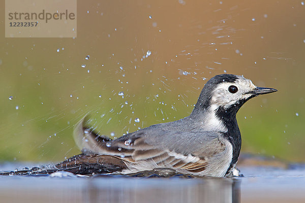 Bachstelze  Motacilla alba  Europa