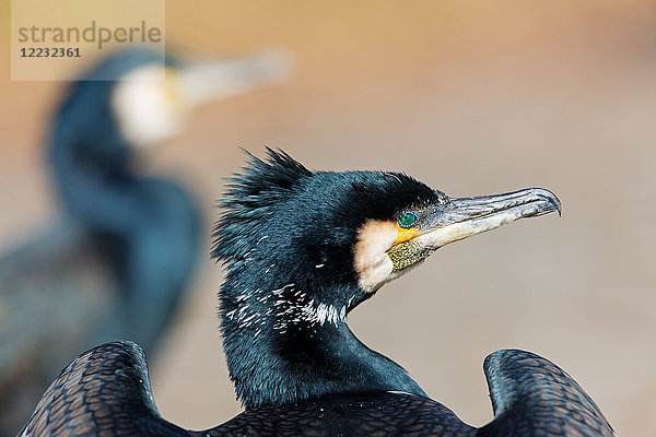 Kormoran  Phalacrocorax carbo  Europa