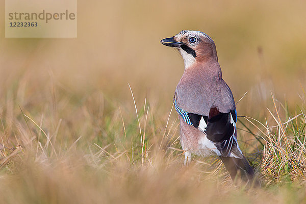 Eichelhäher  Garrulus glandarius