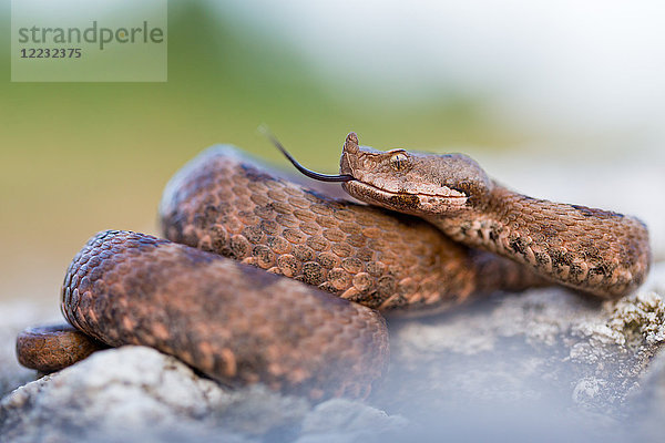 Hornviper  Vipera ammodytes  Europa