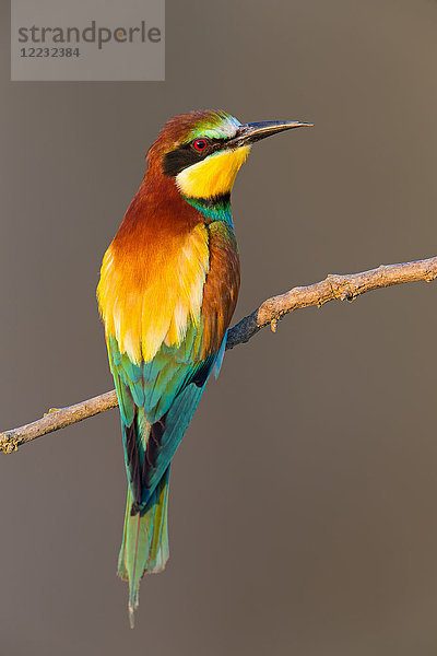 Europäischer Bienenfresser  Merops apiaster  Europa