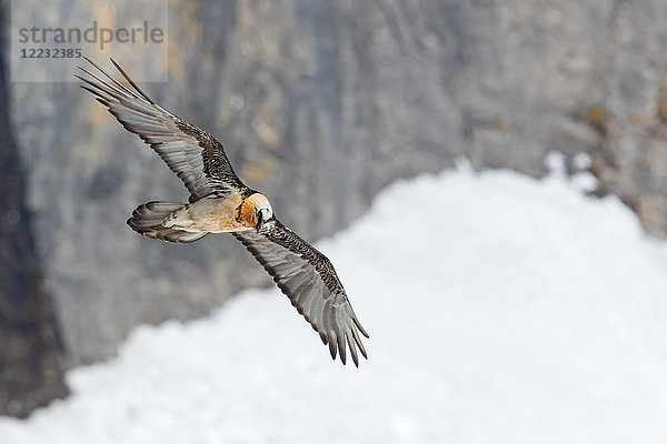 Bartgeier  Gypaetus barbatus  Europa