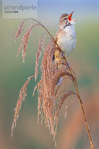 Drosselrohrsänger  Acrocephalus arundinaceus  Europa