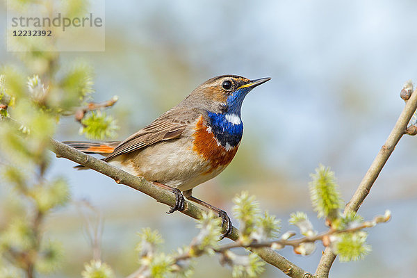 Blaukehlchen  Luscinia svecica  Europa