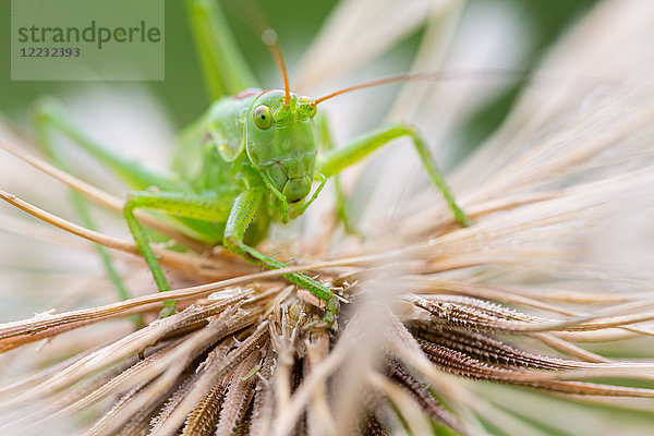 Grüne Strauchschrecke  Tettigonia viridissima  Europa