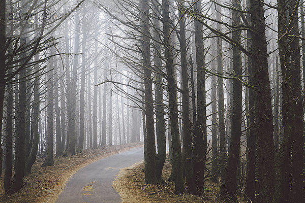 Eine Straße schlängelt sich durch Bäume im Wald  Nebel hängt in der Luft.
