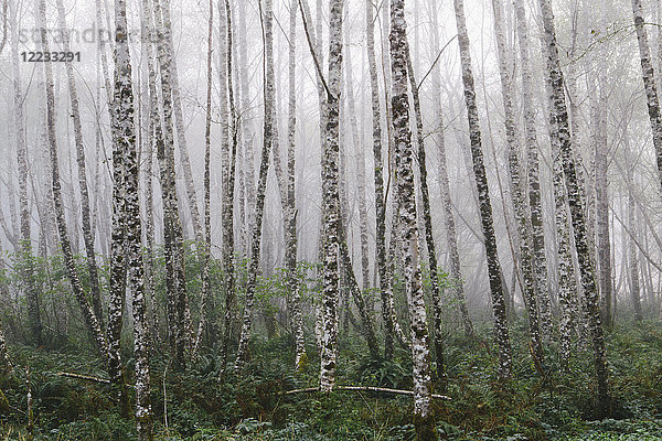 Dichtes Waldgebiet  Erlen mit schlanken geraden Baumstämmen im Nebel.