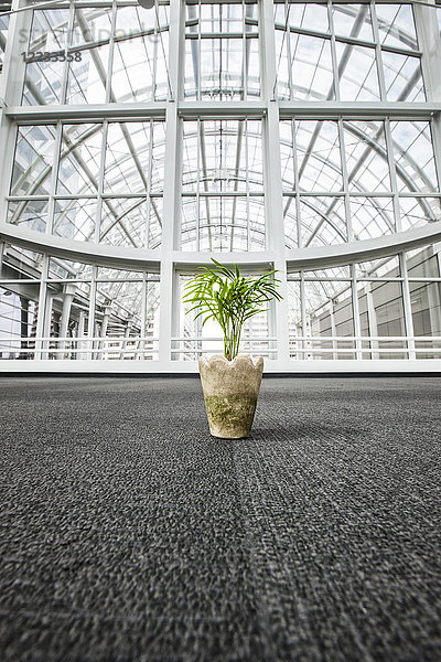 Büro-Palmenpflanze  die auf dem Teppich in einem glasüberdachten Gang sitzt.