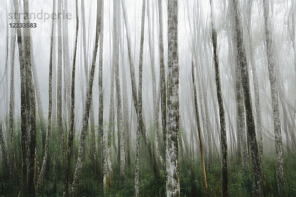 Dichtes Waldgebiet  Erlen mit schlanken geraden Baumstämmen im Nebel.