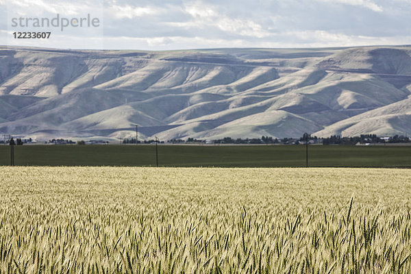 Weizenfeldgebiete im Osten Washingtons  USA