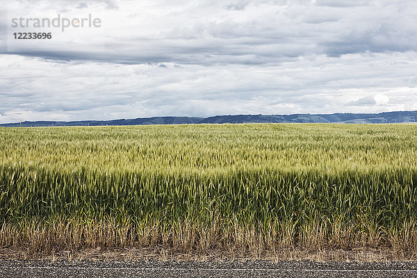 Weizenfeldgebiete im Osten Washingtons  USA