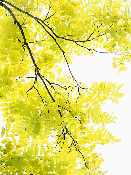 Baum mit gelben Blättern im Sonnenlicht