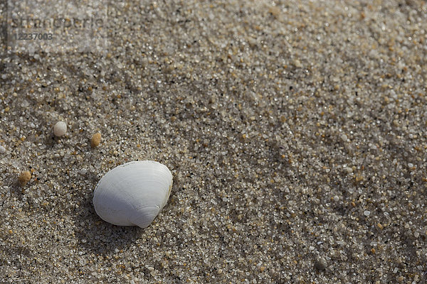 Weiße Muschel am Sandstrand
