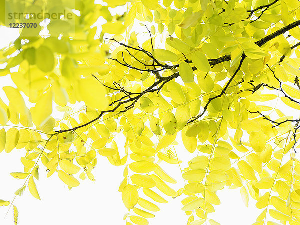 Gelbe Blätter gegen den Himmel