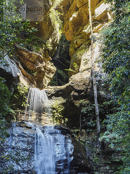Australien  New South Wales  Wasserfall namens Wentworth Falls
