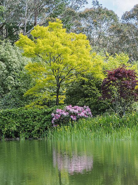 Busch mit Rhododendren und Bäumen  die sich im See spiegeln