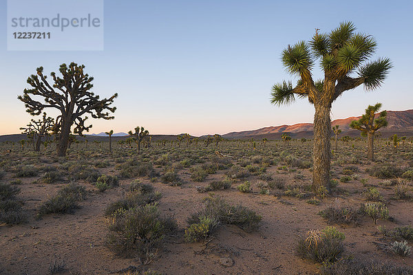 USA  Kalifornien  Death Valley National Park  Joshua-Bäume bei Sonnenaufgang