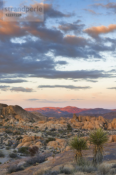 USA  Kalifornien  Joshua Tree National Park  Wüste mit Felsformationen bei Sonnenuntergang