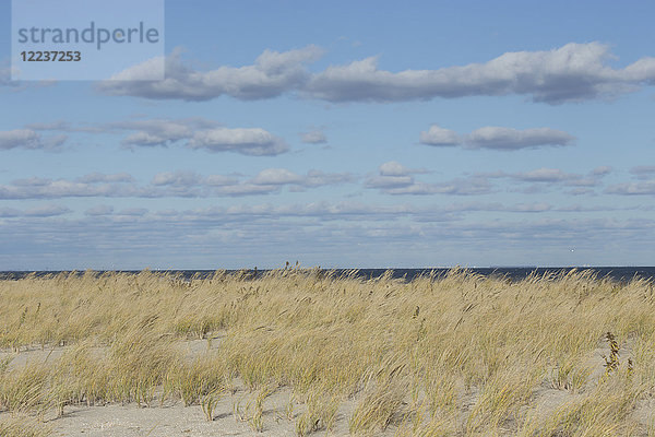 Gras auf einer Sanddüne mit Meer im Hintergrund