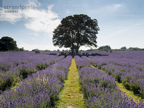Mayfield Lavendelfarm  Banstead  England  Großbritannien  Europa