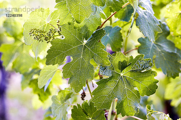 Unreife Trauben an einem Weinstock im Frühling