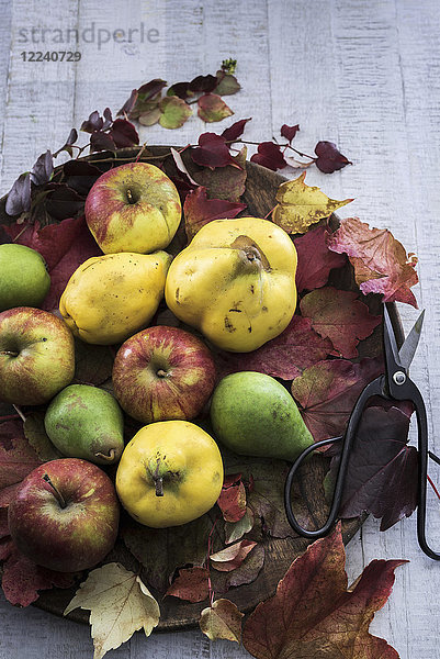 Herbstliches Obst (Quitten  Äpfel  Birnen) mit Blättern und Schere auf einem Holzbrett