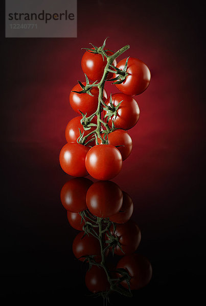 Tomaten an einem Weinstock vor einem schwarz-roten Hintergrund