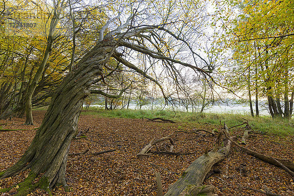 Alter  abgestorbener Baumstamm im Wald im Herbst in Hessen  Deutschland