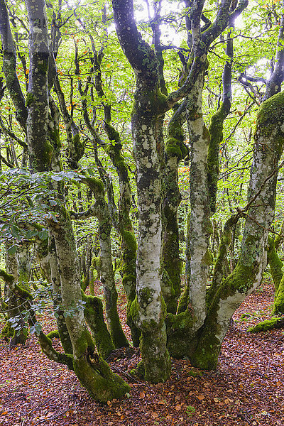 Moosbewachsene Buche  Vogesen  Elsass  Frankreich