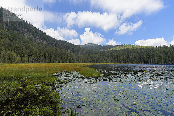 Seerosenblätter am Großen Arbersee im Sommer bei Bayerisch Eisenstein im Bayerischen Wald in Bayern  Deutschland