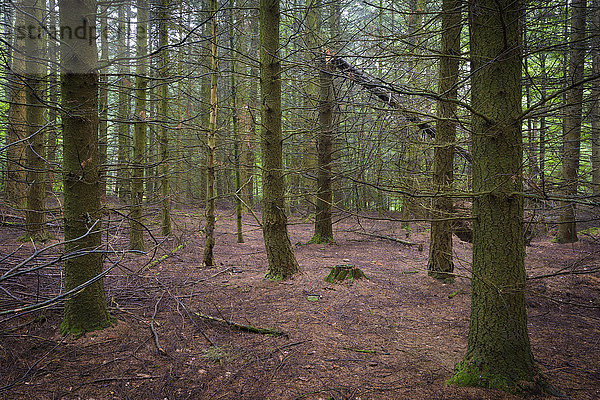 Gespenstischer Fichtenwald  Odenwald  Hessen  Deutschland