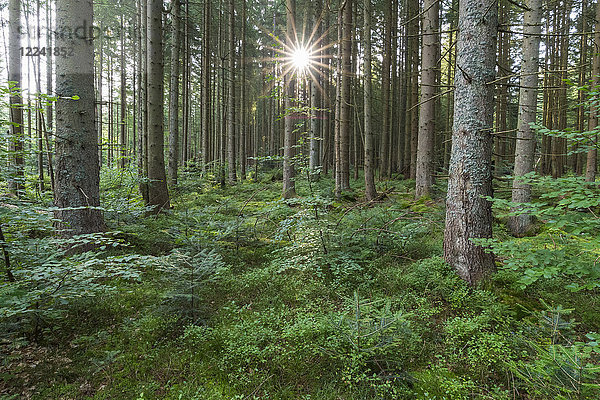 Wald mit Sonne bei Neuschönau im Nationalpark Bayerischer Wald in Bayern  Deutschland