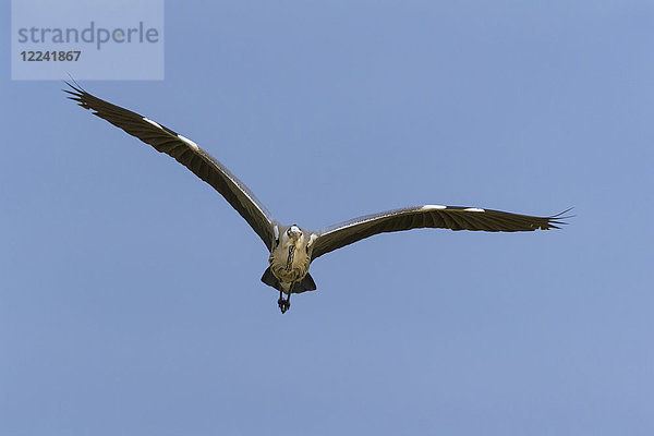 Frontansicht eines Graureihers (Ardea cinerea) im Flug vor blauem Himmel am Neusiedlersee im Burgenland  Österreich