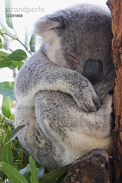 Nahaufnahme eines schlafenden Koalabären im Rettungskrankenhaus in Port Macquarie in New South Wales  Australien